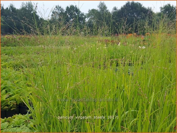 Panicum virgatum 'Stäfa' | Vingergras, Parelgierst | Rutenhirse