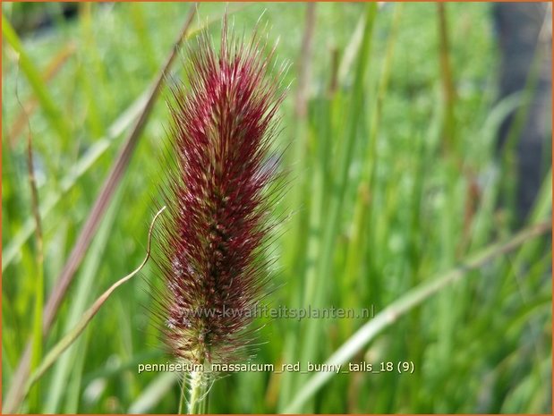 Pennisetum messacum 'Red Bunny Tails' | Slangenkop, Schildpadbloem | Bartfaden