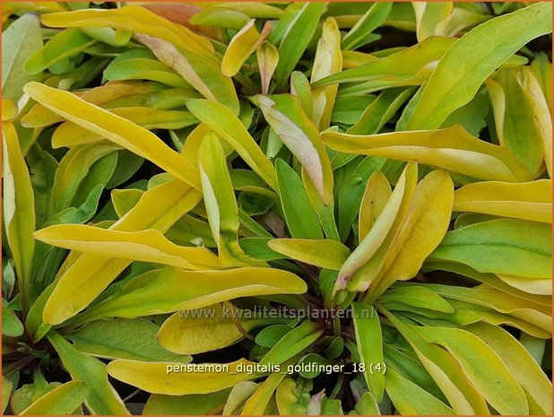 Penstemon digitalis 'Goldfinger' | Slangenkop, Schildpadbloem | Fingerhutf&ouml;rmiger Bartfaden