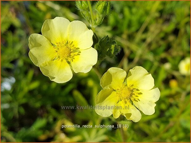 Potentilla recta &#x0027;Sulphurea&#x0027; | Rechte ganzerik, Ganzerik | Hohes Fingerkraut