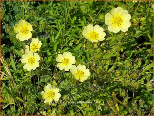 Potentilla recta &#x0027;Sulphurea&#x0027; | Rechte ganzerik, Ganzerik | Hohes Fingerkraut