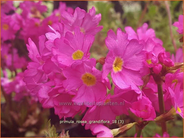 Primula rosea 'Grandiflora' | Sleutelbloem | Rosabl&uuml;hende Sumpf-Schl&uuml;sselblume