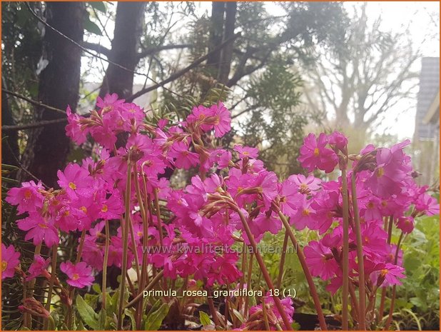 Primula rosea 'Grandiflora' | Sleutelbloem | Rosabl&uuml;hende Sumpf-Schl&uuml;sselblume