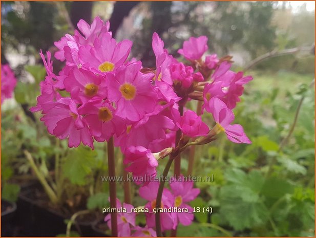 Primula rosea 'Grandiflora' | Sleutelbloem | Rosabl&uuml;hende Sumpf-Schl&uuml;sselblume