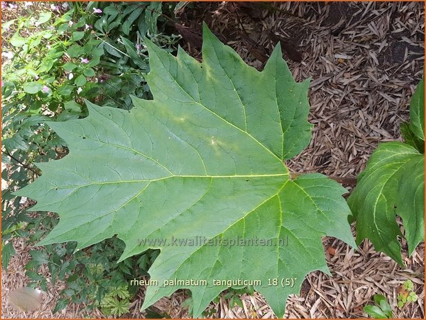 Rheum palmatum tanguticum | Sierrabarber | Kron-Rhabarber | Ornamental Rhubarb