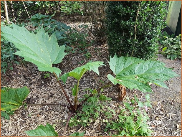 Rheum palmatum tanguticum | Sierrabarber | Kron-Rhabarber