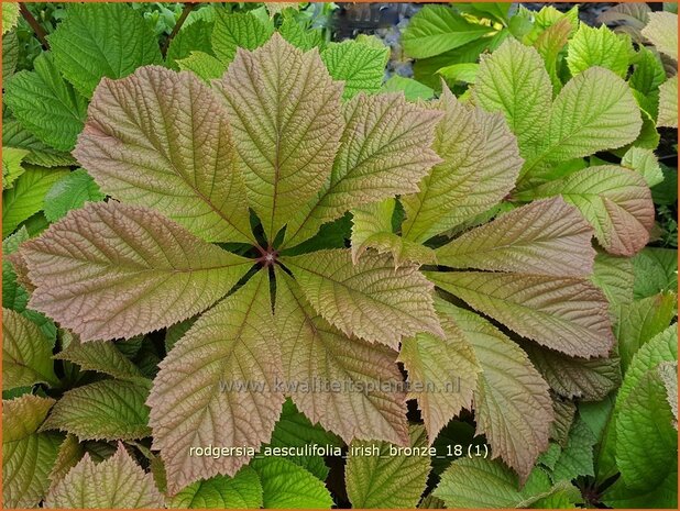 Rodgersia aesculifolia 'Irish Bronze' | Kastanjebladige astilbe, Schout-bij-nacht, Kijkblad | Kastanienbl&auml;