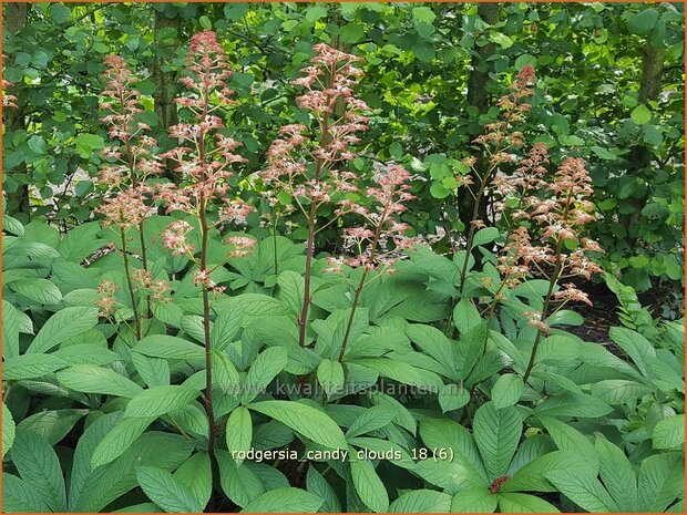 Rodgersia 'Candy Clouds' | Schout-bij-nacht, Kijkblad | Schaublatt