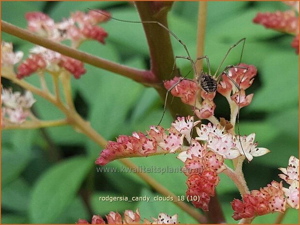 Rodgersia 'Candy Clouds' | Schout-bij-nacht, Kijkblad | Schaublatt