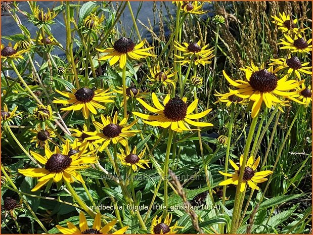 Rudbeckia fulgida 'Little Goldstar' | Zonnehoed | Gew&ouml;hnlicher Sonnenhut