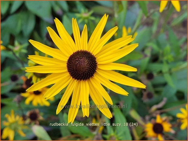 Rudbeckia fulgida 'Viette's Little Suzy' | Zonnehoed | Gewöhnlicher Sonnenhut