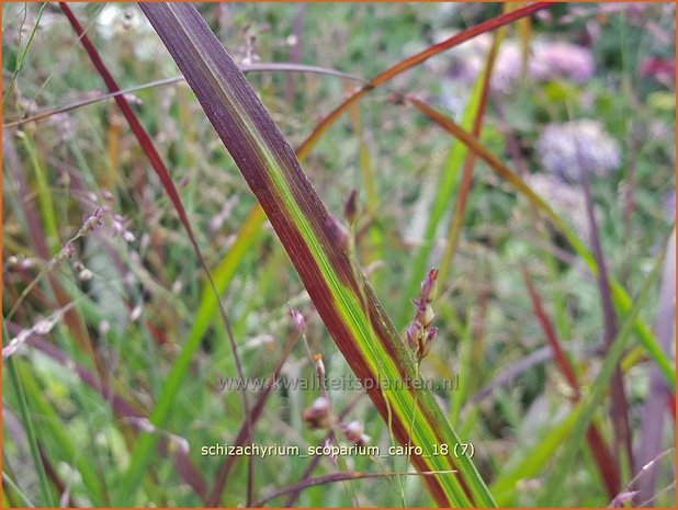 Schizachyrium scoparium 'Cairo' | Klein prairiegras | Kleines Präriegras