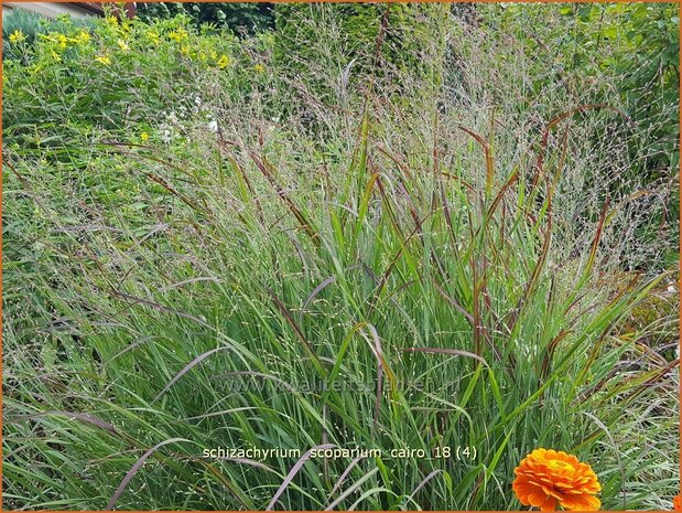 Schizachyrium scoparium 'Cairo' | Klein prairiegras | Kleines Präriegras