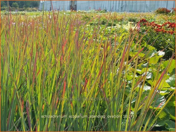 Schizachyrium scoparium 'Standing Ovation' | Klein prairiegras | Kleines Präriegras