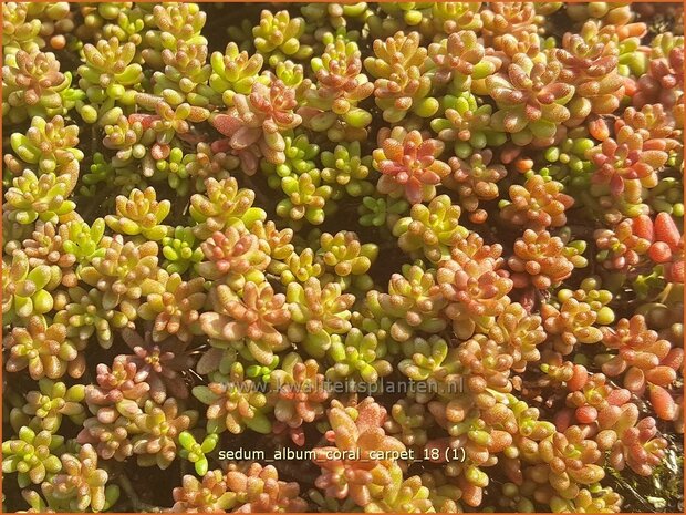 Sedum album 'Coral Carpet'