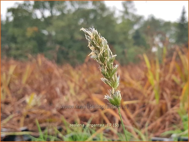 Sesleria argentea | Blauwgras | Silbriges Blaugras