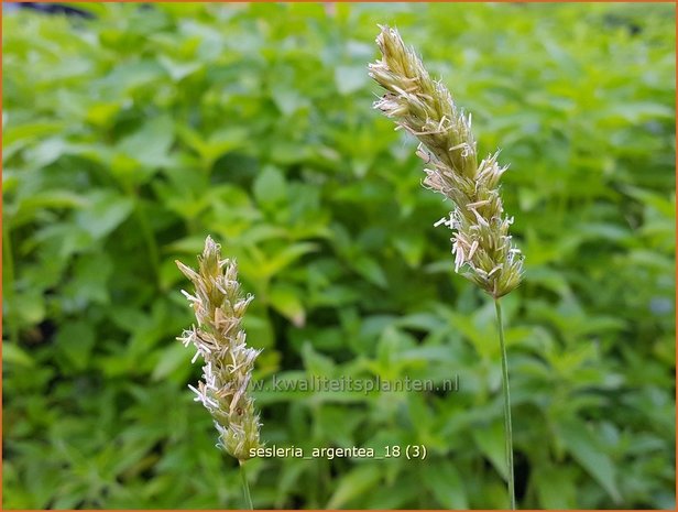 Sesleria argentea | Blauwgras | Silbriges Blaugras