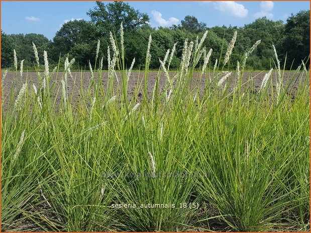 Sesleria autumnalis | Blauwgras | Adria-Blaugras