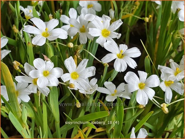 Sisyrinchium 'Iceberg' | Bieslelie | Binsenlilie