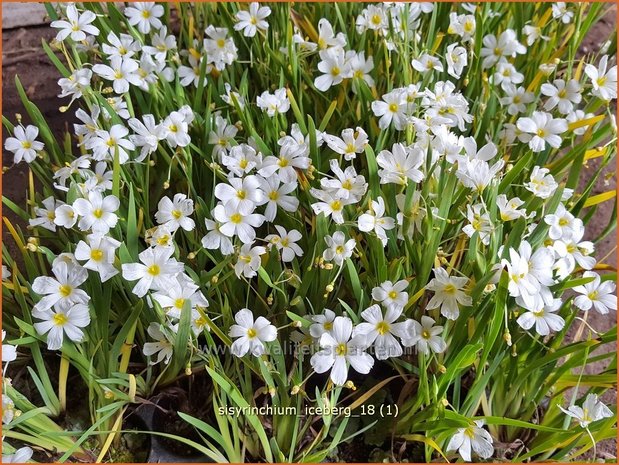 Sisyrinchium 'Iceberg' | Bieslelie | Binsenlilie