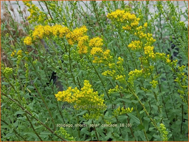 Solidago shortii 'Solar Cascade' | Guldenroede | Königsgoldrute