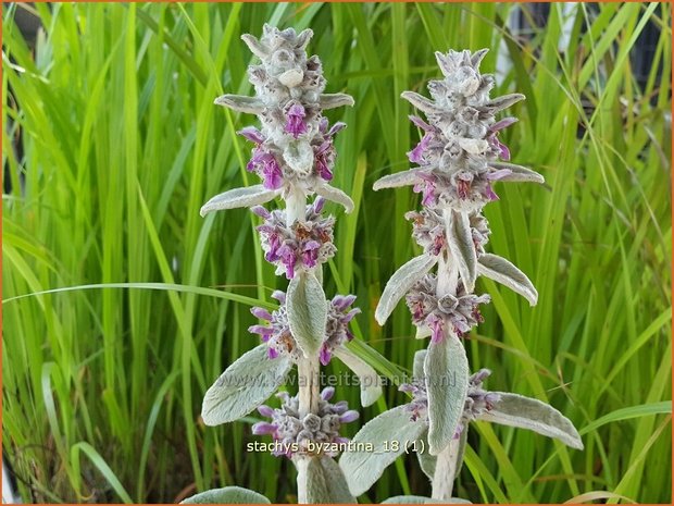 Stachys byzantina | Ezelsoor, Berenoor, Andoorn | Wollziest