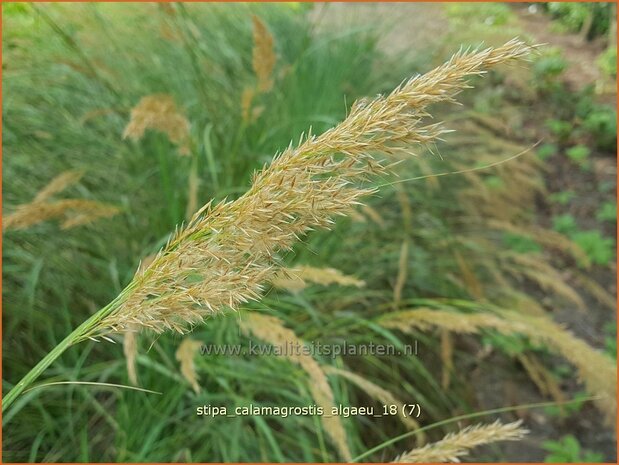 Stipa calamagrostis 'Alg&auml;u' | Vedergras | Silber&auml;hrengras