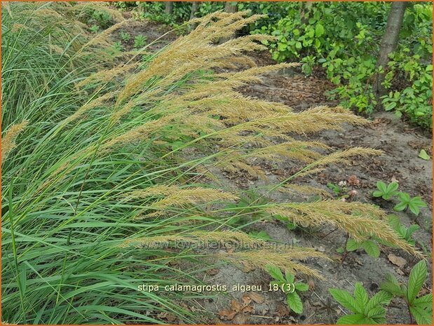 Stipa calamagrostis 'Alg&auml;u' | Vedergras | Silber&auml;hrengras