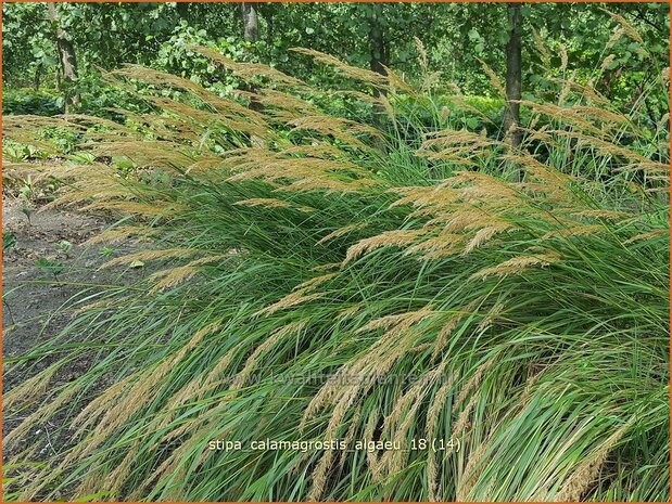 Stipa calamagrostis 'Alg&auml;u' | Vedergras | Silber&auml;hrengras