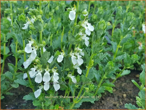 Teucrium chamaedrys 'Album' | Gamander | Echter Gamander