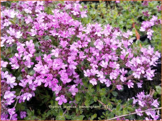 Thymus praecox 'Bressingham' | Kruiptijm, Tijm | Frühblühender Thymian