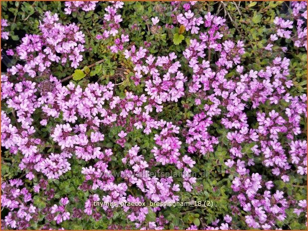 Thymus praecox 'Bressingham' | Kruiptijm, Tijm | Frühblühender Thymian