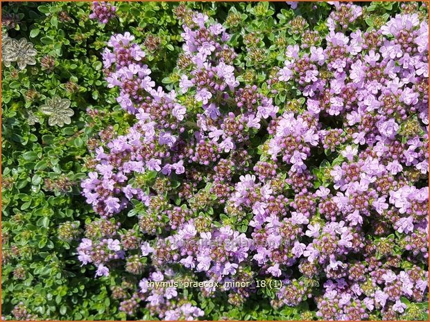 Thymus praecox 'Minor' | Kruiptijm, Tijm | Fr&uuml;hbl&uuml;hender Thymian