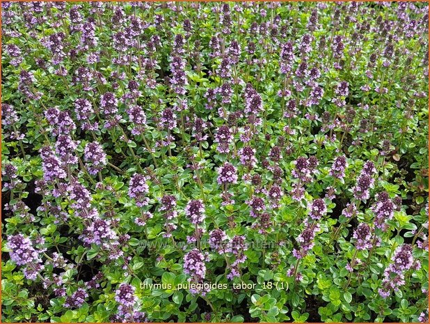 Thymus pulegioides 'Tabor' | Grote tijm, Tijm | Feld-Thymian