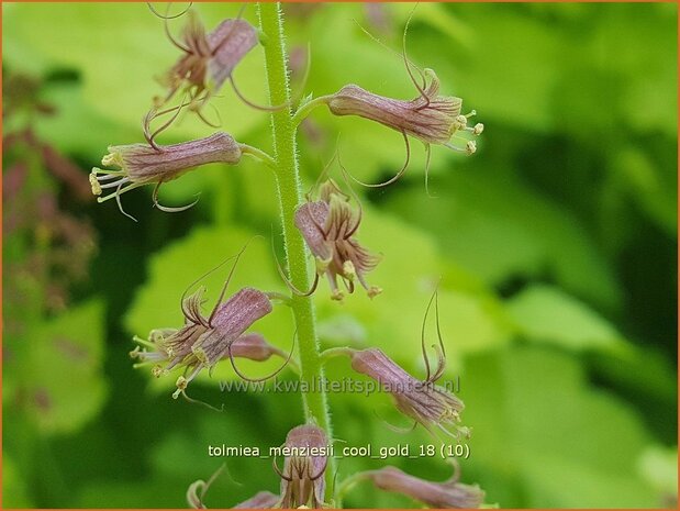 Tolmiea menziesii 'Cool Gold' | Kindje-op-moeders-schoot, Kinderplant | Henne mit K&uuml;ken | Pick-a-back-plant