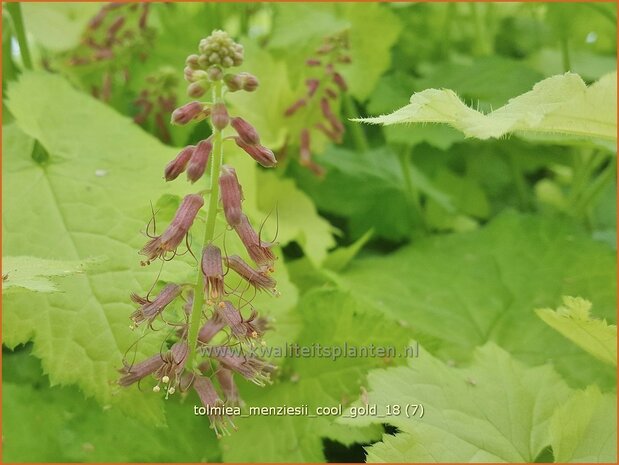 Tolmiea menziesii 'Cool Gold' | Kindje-op-moeders-schoot, Kinderplant | Henne mit K&uuml;ken | Pick-a-back-plant