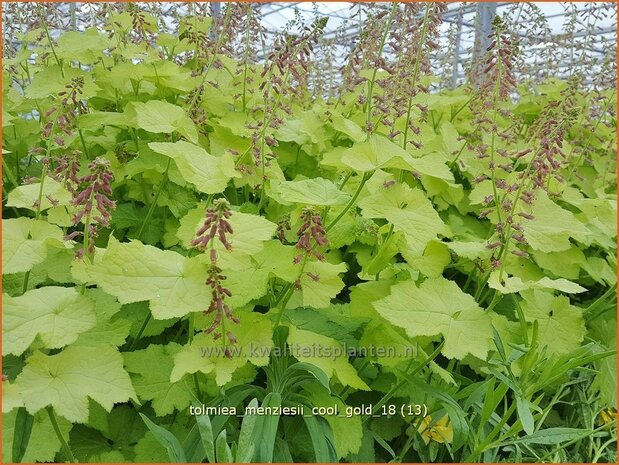 Tolmiea menziesii 'Cool Gold' | Kindje-op-moeders-schoot, Kinderplant | Henne mit K&uuml;ken | Pick-a-back-plant