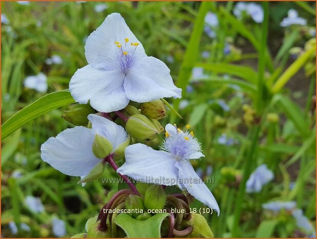 Tradescantia 'Ocean Blue' | Eendagsbloem, Vaderplant, Matrozensla | Dreimasterblume | Spiderwort
