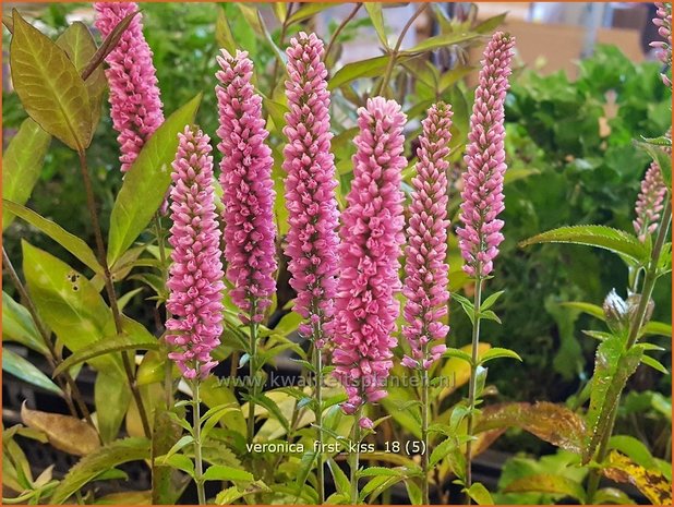 Veronica 'First Kiss' | Aarereprijs, Ereprijs | Ähren-Ehrenpreis