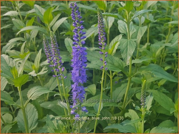Veronica longifolia 'Blue John' | Lange ereprijs, Ereprijs | Langbl&auml;ttriger Ehrenpreis