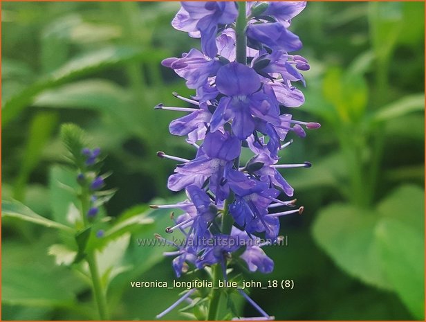 Veronica longifolia 'Blue John' | Lange ereprijs, Ereprijs | Langbl&auml;ttriger Ehrenpreis