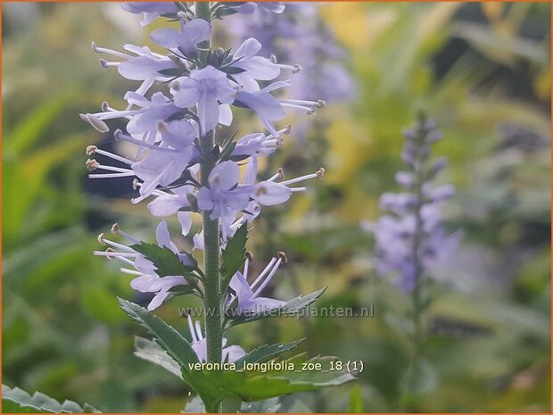 Veronica longifolia 'Zoe' | Lange ereprijs, Ereprijs | Langbl&auml;ttriger Ehrenpreis