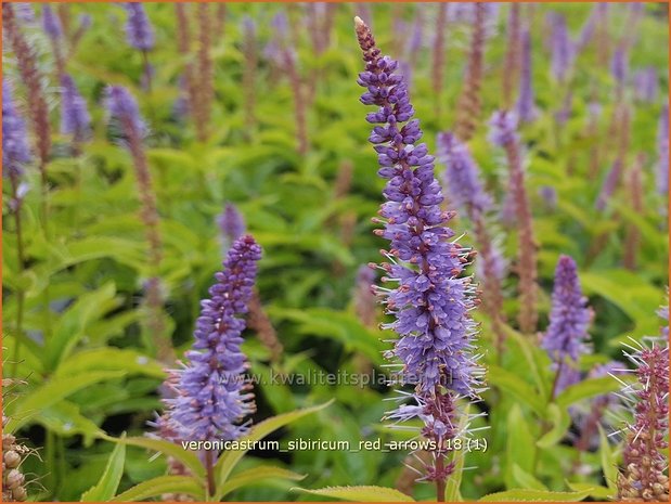 Veronicastrum sibiricum 'Red Arrows' | Zwarte ereprijs, Virginische ereprijs | Asiatischer Kandelaberehrenpreis