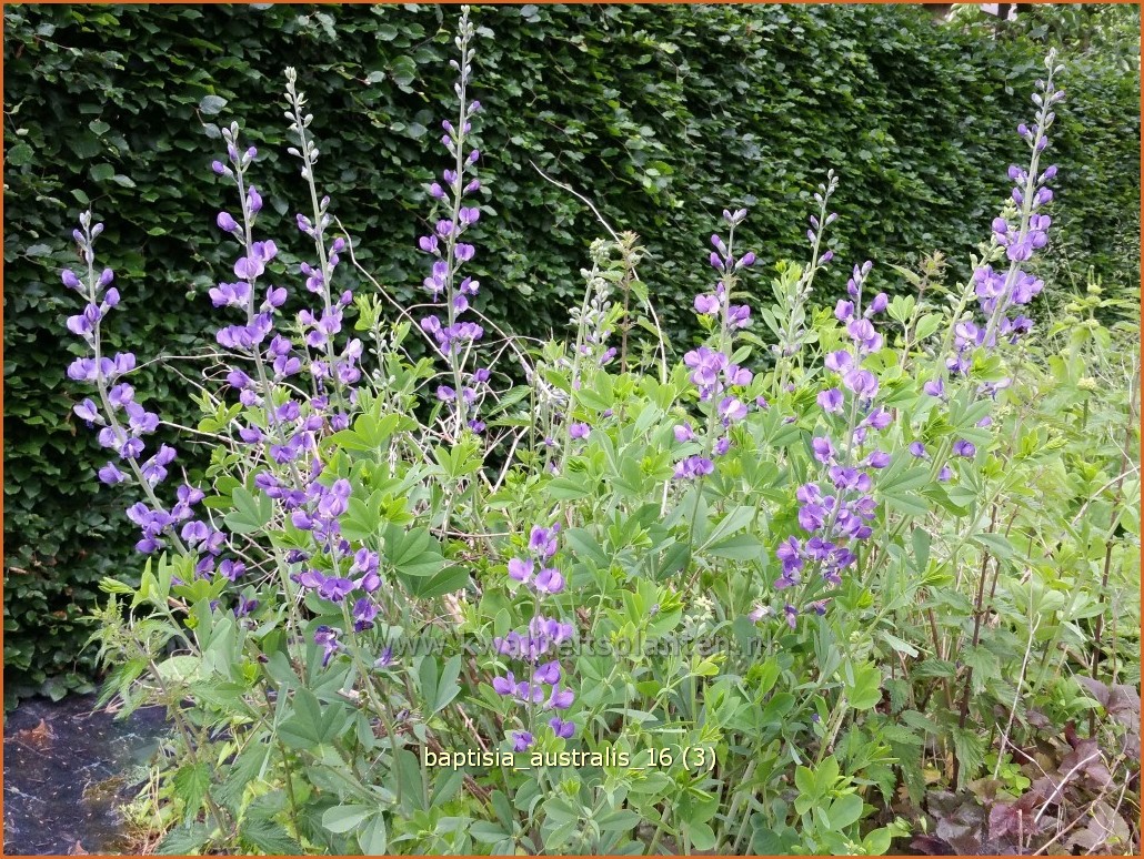 Valse indigo   Baptisia australis   Indigolupine   kopen bestellen ...