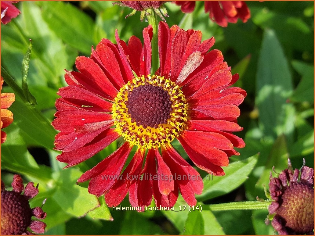 1x Pflanze Sonnenbraut Helenium Ranchera Staude NEUHEIT Pflanzfertig 