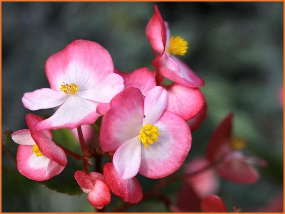 Begonia Begonie Schiefblatt kaufen bestellen