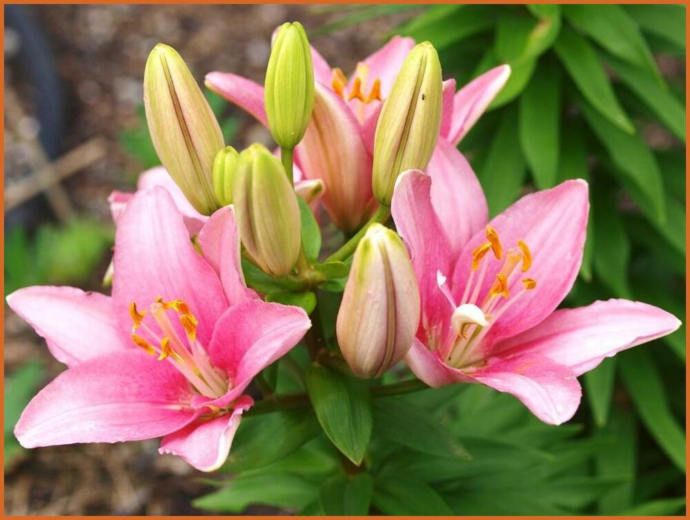 Lilium Lilie kaufen bestellen
