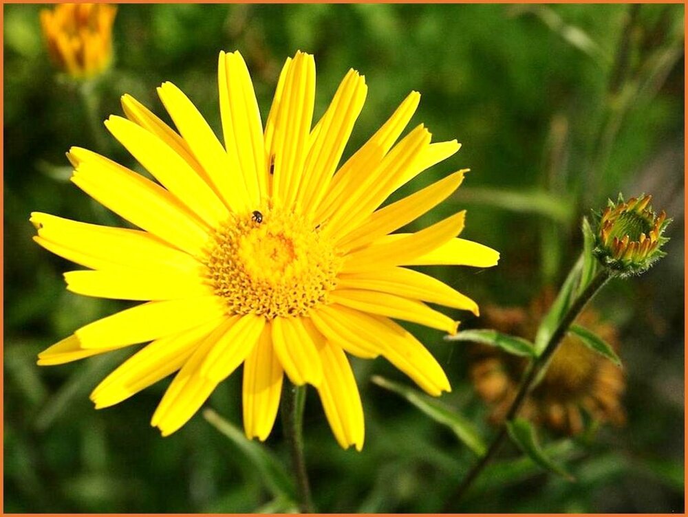 Arnika Wohlverleih Arnica kaufen bestellen