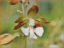 Calanthe