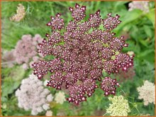 Daucus